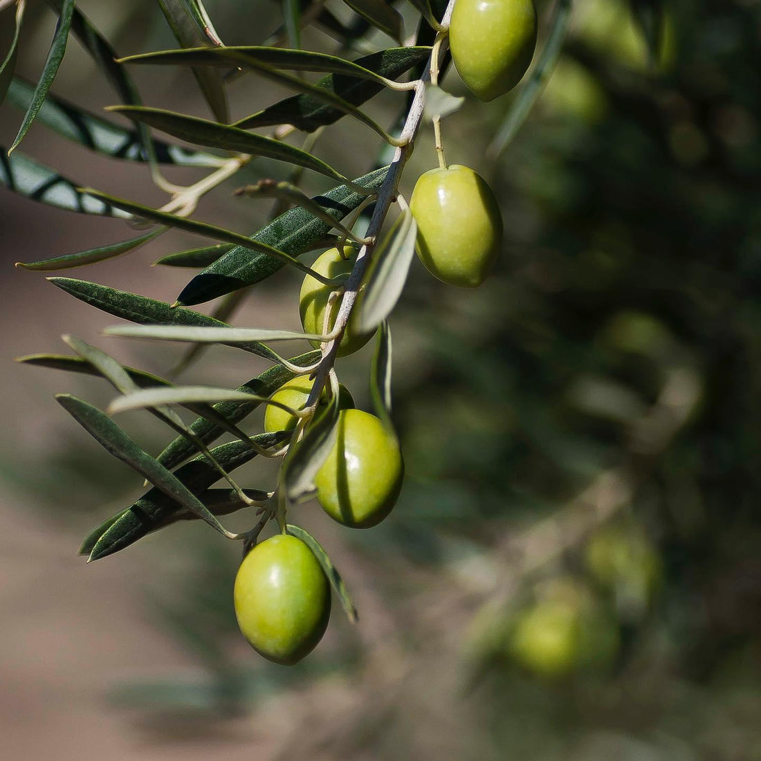 Italiaanse vs. Griekse Olijfolie: Wat is het Verschil?