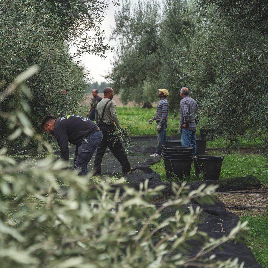 Workers harvesting Casa del Agua olives in traditional grove with collection nets and buckets between rows of trees