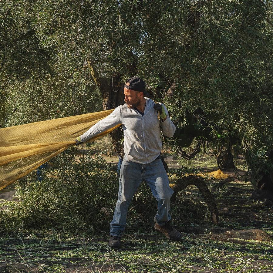 Abonnement - Extra Vierge Olijfolie-OlijfolieMarkt