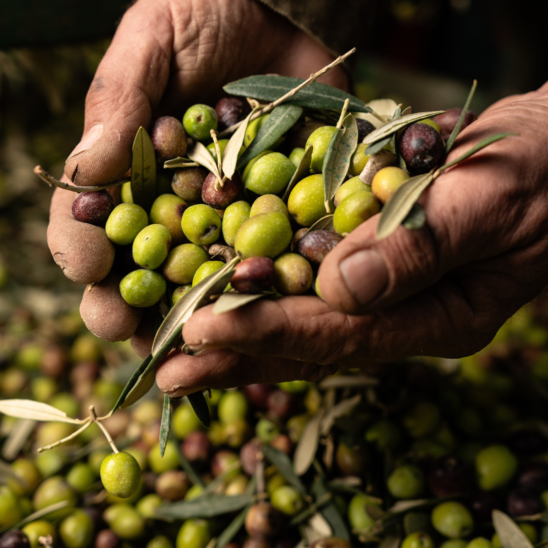 High-Polyphenol Olijfolie: Hoeveel Gebruik Je & Hoe Voel Je Het Verschil? Olijfolie markt
