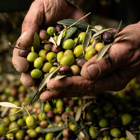 High-Polyphenol Olijfolie: Hoeveel Gebruik Je & Hoe Voel Je Het Verschil?