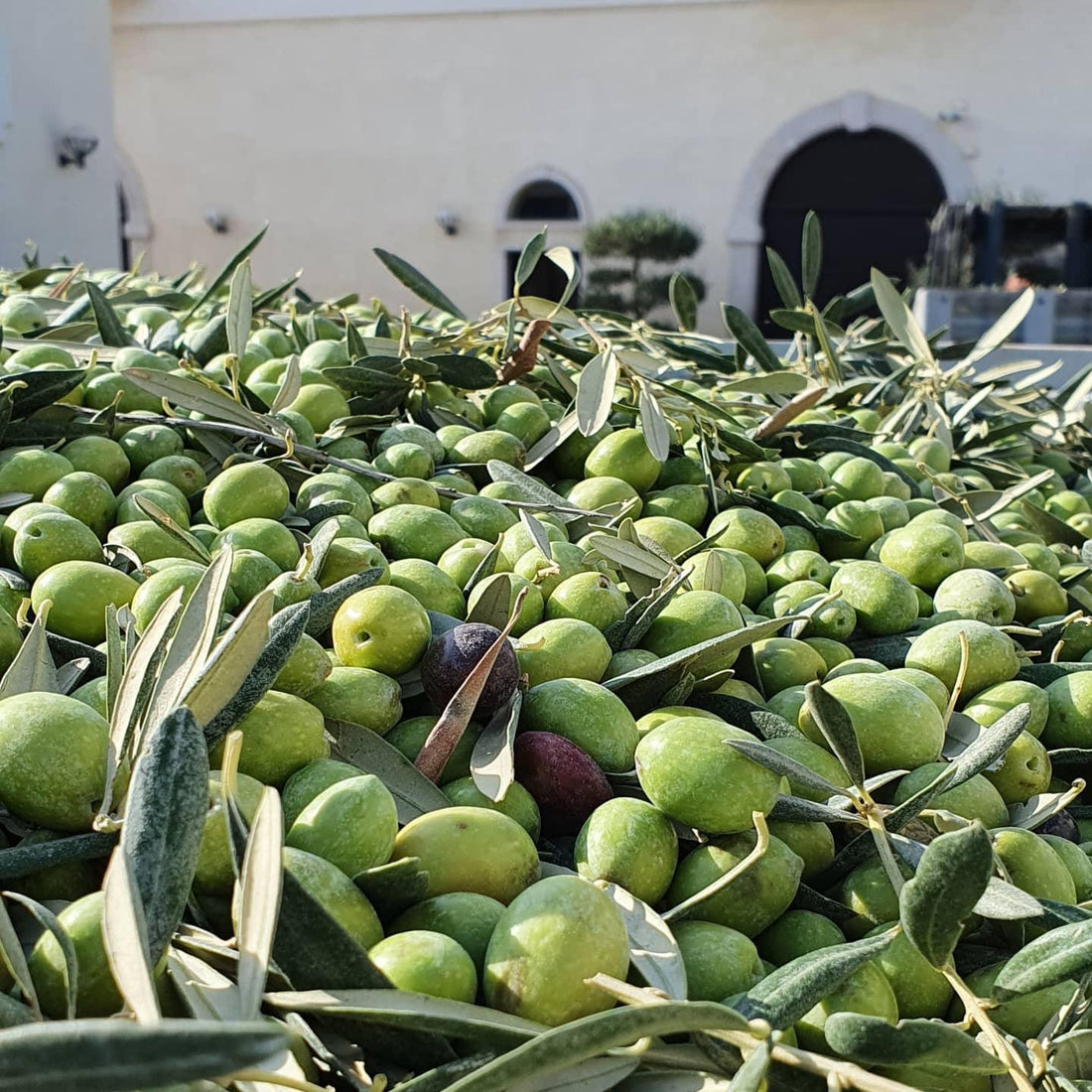 Olijfolie en Gezondheid - Olijfolie markt