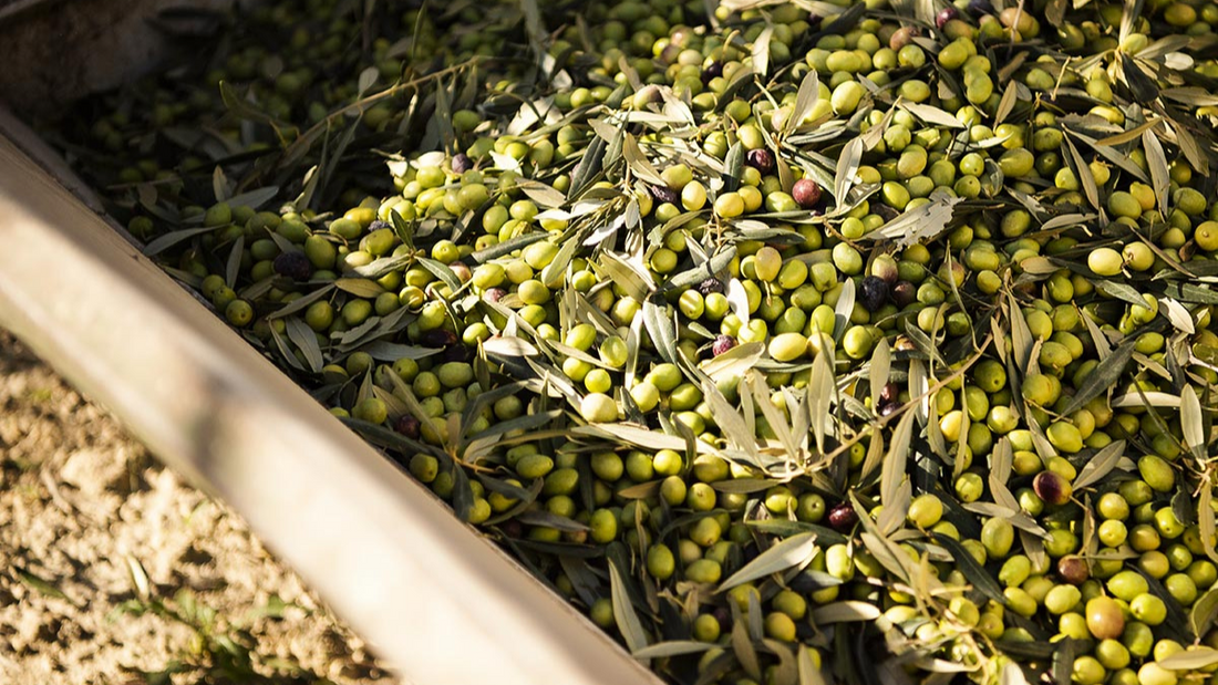 Waarom Olijfolie op Nuchtere Maag?