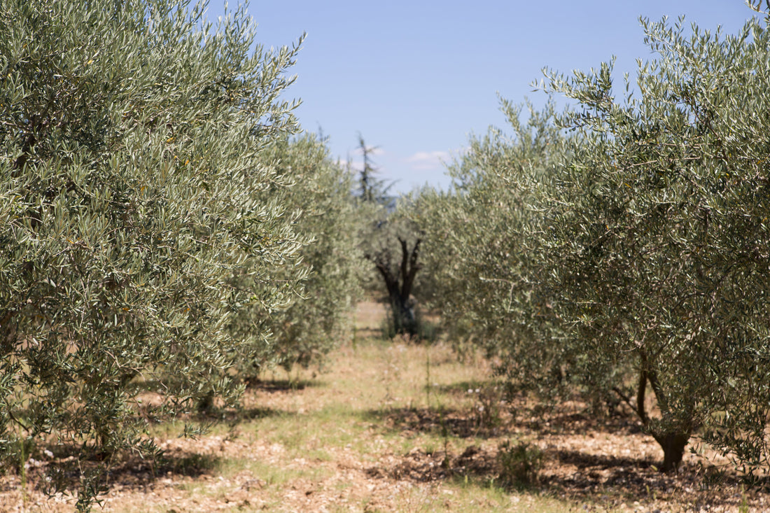 Griekse Olijfolie Kopen: Extra Vierge uit Kreta & Koroneiki