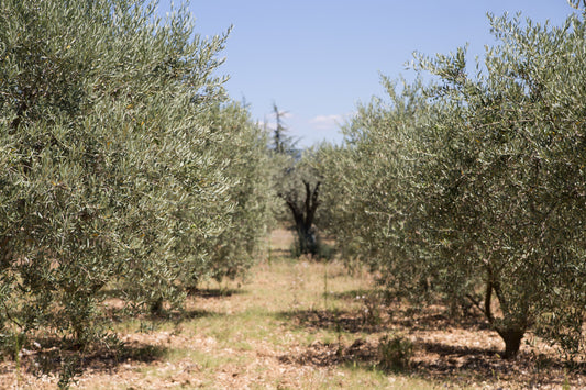 Griekse Olijfolie Kopen: Extra Vierge uit Kreta & Koroneiki
