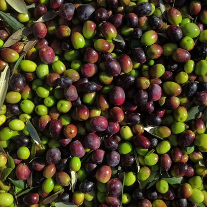 Olive Oil Market - Etruna