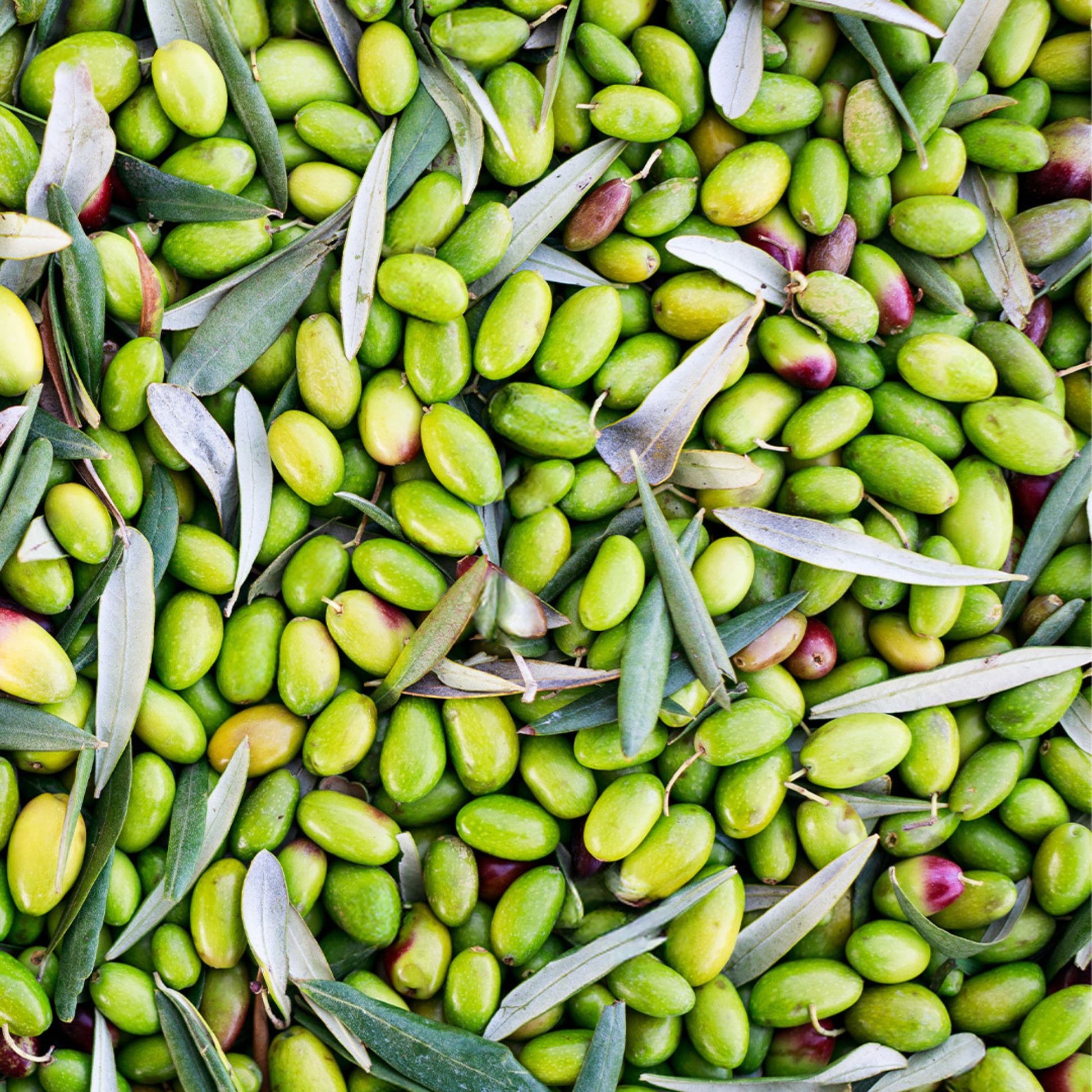 Olio Mimi - Peranzana Olio Mimi