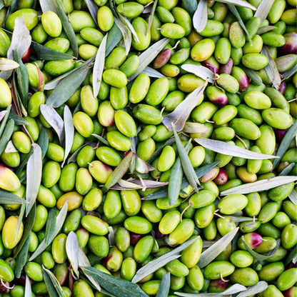 Olio Mimi - Peranzana Olio Mimi